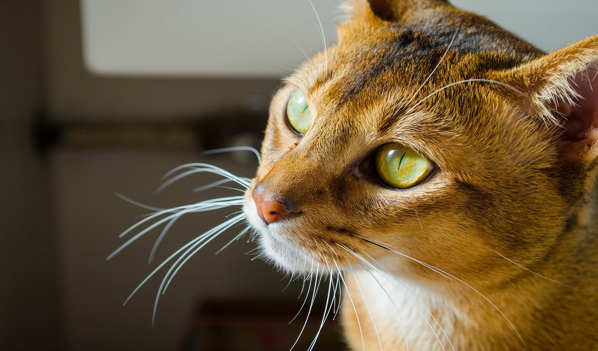 Abyssinian: Cat Food and a Description of the Breed
